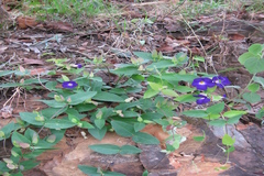 Meyenia hawtayneana
